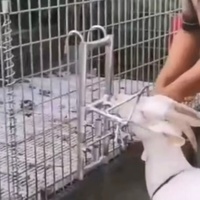 Soporte de Sujeción para Cabeza de Ganado para Ovejas y Cabras, Cuidado Veterinario y Esquila