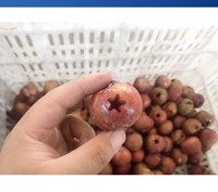 Machine commerciale à retirer les noyaux et les pépins des abricots, pêches, jujubes, cerises, olives, prunes séchées et pommes, facile à utiliser