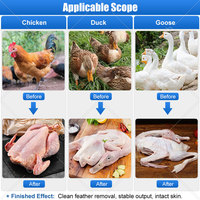 Matériel d'abattage compact ORME pour volailles, cailles, canards, oies et poulets, petite échelle, à vendre