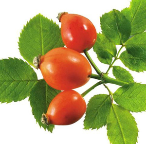Extracto de <span class=keywords><strong>Rosa</strong></span> Mosqueta en Polvo, Extracto de Fruta de <span class=keywords><strong>Rosa</strong></span> Mosqueta, Extracto de Fructus Rosae en Polvo con Precio al por Mayor en Barril/Bolsa - Product Image 2