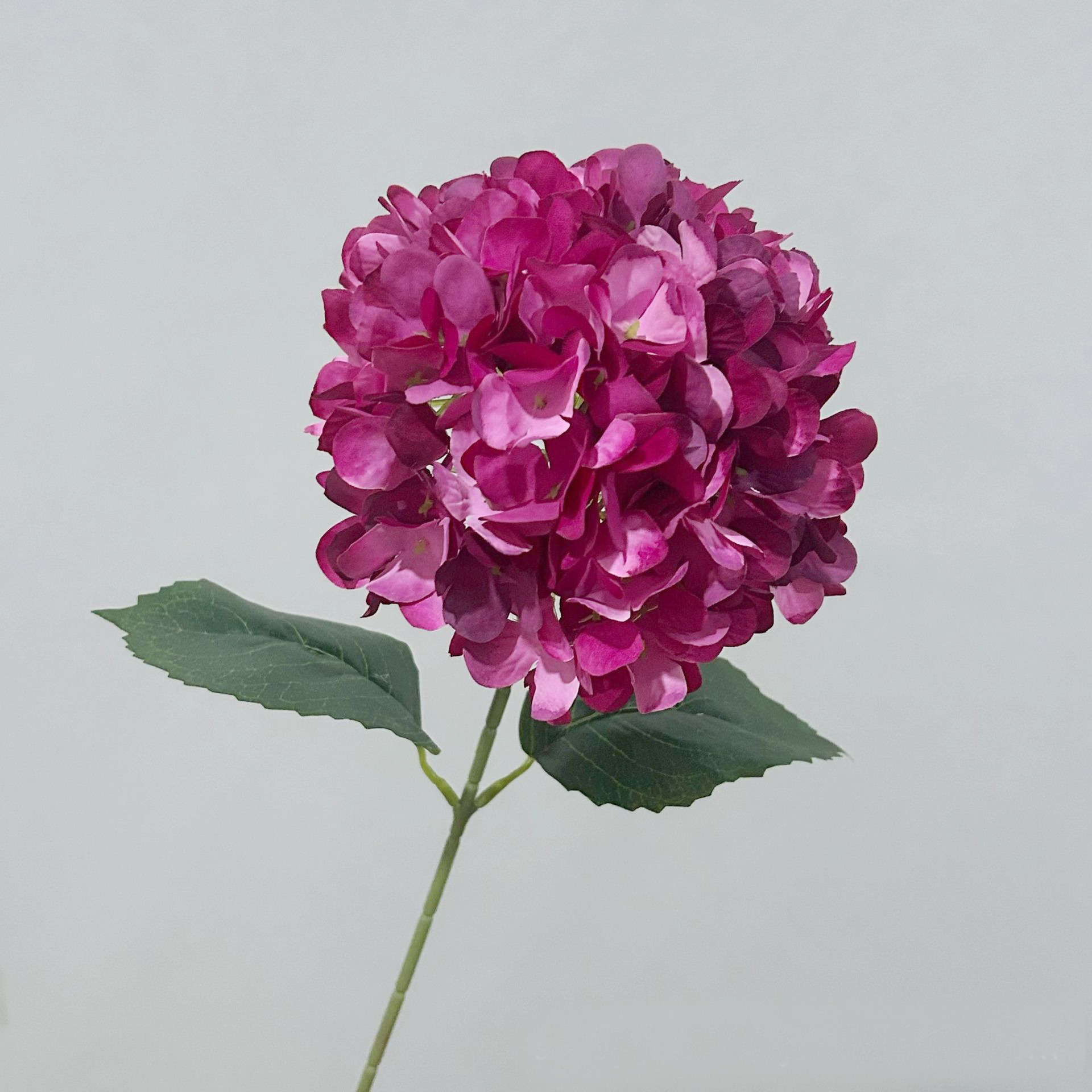 Dark Purple