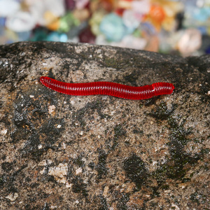 Señuelo de pesca de lombriz simulada de 4 cm, <span class=keywords><strong>gusano</strong></span> rojo, carnada blanda para pesca en el mar, aparejos de pesca Luya al por mayor - Product Image 2