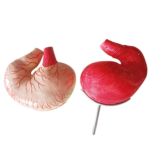 Honden Maagmodel En Dier Hond Interne Orgel Anatomie <span class=keywords><strong>Model</strong></span> - Product Image 3