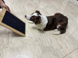 Fsc Hot Bán có thể điều chỉnh tre Dog Nail File Scratch Board Da Lộn Latex giấy cao su chất liệu cao su cho móng tay - Product Image 3