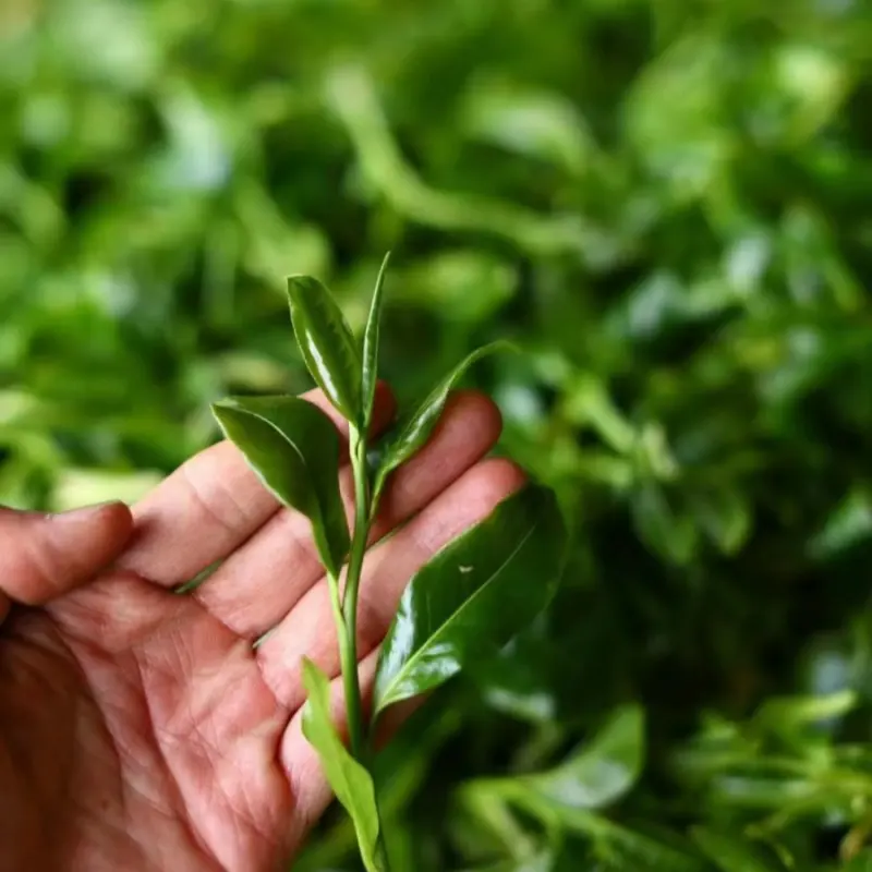 Il tè nero tradizionale cinese di alta qualità ha chiamato il tè nero dell'albero antico di Guizhou come regalo per il leader e la famiglia