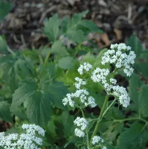 สารสกัดแห้งจากต้นนาร์ดอสตาคิส จาตามันซี ได้จากรากและรากกิ่งของพืช "สไปค์นาร์ด" จากเทือกเขาหิมาลัย ผงสีน้ำตาลอมน้ำตาล - Product Image 4