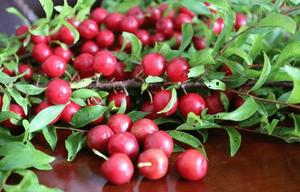 Poudre de cerise chinoise soluble dans l'eau en gros, poudre de fruits naturelle enrichie en calcium, approvisionnement en vrac - Product Image 4