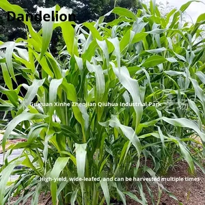 Graines d'herbe de seigle, huile sauvage, pâturage quatre saisons, luzerne, <span class=keywords><strong>chicorée</strong></span> résistante au froid, haut rendement, bétail, moutons, poulets, oies, poissons, herbe - Product Image 2