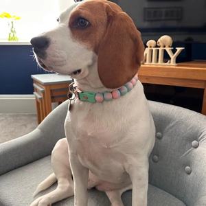 <span class=keywords><strong>Collar</strong></span> de perro personalizado elegante <span class=keywords><strong>collar</strong></span> de nailon con cuentas de silicona personalizadas y hebilla personalizable elegante - Product Image 5