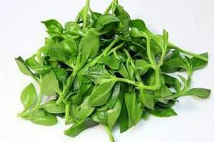 Ciyuan Fábrica Fornecimento Atacado <span class=keywords><strong>Herbal</strong></span> <span class=keywords><strong>Extract</strong></span> <span class=keywords><strong>Andrographis</strong></span> <span class=keywords><strong>Paniculata</strong></span> <span class=keywords><strong>Extract</strong></span> - Product Image 2