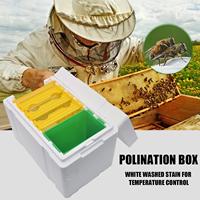 Nouvelle ruche de reproduction BAICHUN pour l'élevage des reines, mini-ruche de pollinisation en polystyrène