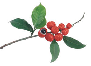 Pasokan pabrik bubuk ekstrak Guarana larut air 22% - Product Image 3