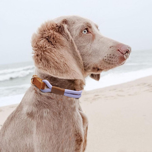 <span class=keywords><strong>Collar</strong></span> de Perro Personalizado de Cuero de Lujo, la Mejor Calidad, Trenzado a Mano, Ajustable, con Cintas de Entrenamiento, Collares Nuevos para Mascotas Pequeñas y Medianas - Product Image 5