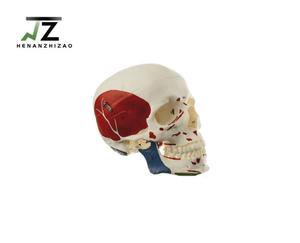 Modèle de crâne musculaire détachable 1:1 pour l'enseignement de l'anatomie orale, fourni par le fabricant avec instructions en ruban adhésif - Product Image 2