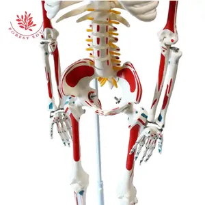 Modello di scheletro umano FRT007 W/tutto il corpo muscoli appeso tipi 1/2 grandezza naturale 85cm vendita calda materiale in PVC ricorso per l'insegnamento - Product Image 4