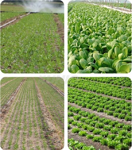 Sembradora Manual Resistente para Pequeñas Granjas, para Cebolla, Apio, <span class=keywords><strong>Cilantro</strong></span>, Repollo y Rábanos - Product Image 6