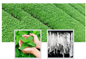 थोक कम कीमत cas 2216-51-5 सिंथेटिक मेनोथॉल पाउडर/मेन्थॉल क्रिस्टल फूड ग्रेड एडिटिव चीन - Product Image 4