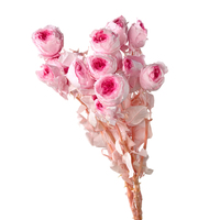 Konservierte Blumen Zweifarbige Farbverlauf-Rosen mit 50-60cm Stiel zur Dekoration