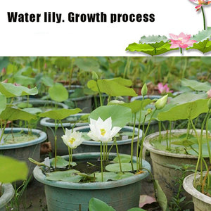 Origine du Nénuphar Facile à cultiver et à faire fleurir toute l'année - Product Image 6