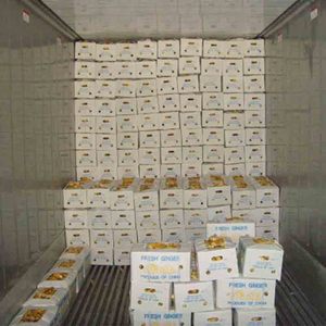 ธรรมชาติและอินทรีย์ฟาร์มปลูกขิงสด - Product Image 4