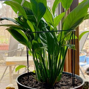 Supporto a cerchio da giardino in metallo per pomodori tulipani rose margherite piante da giardino lavanda supporto cerchio arco mezzo giro paletto - Product Image 2