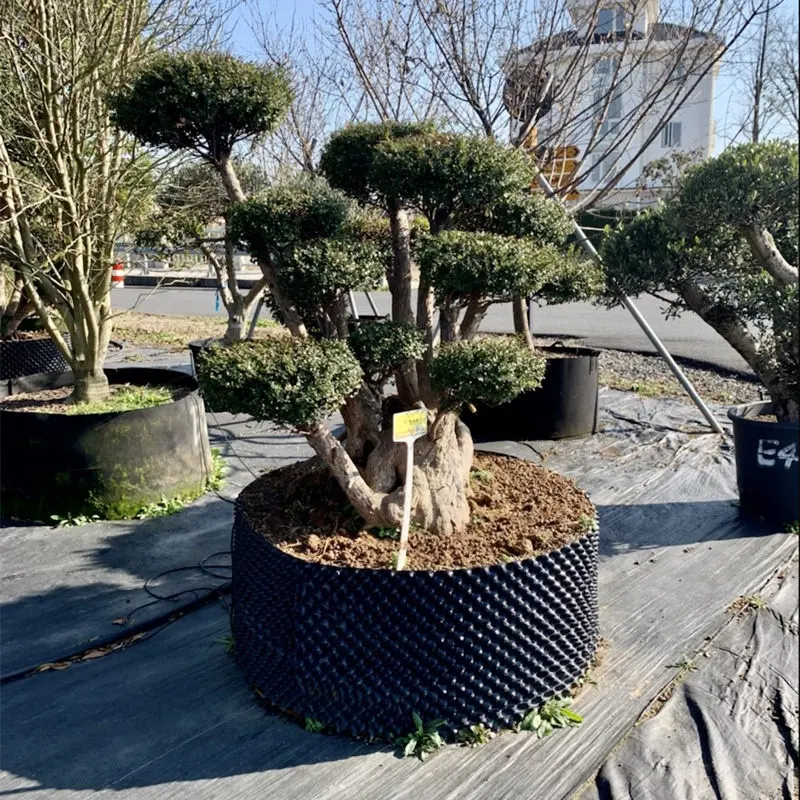 Garden Planter Details about   Japanese Plastic Bonsai Training Pot Tray 18"x 10.5"x 5.75" 