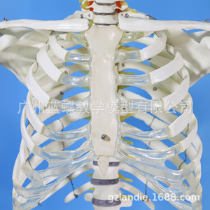 Modelo de esqueleto humano a escala 1:1 para adultos, modelo esquelético médico estándar de 180 cm, modelo de esqueleto de color blanco puro. - Product Image 2