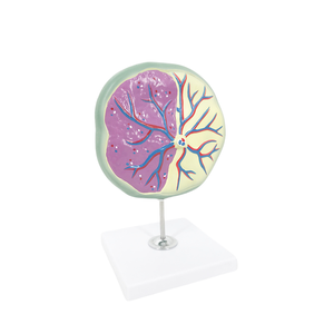 Modelo de Ojo Gigante de PVC de ADA Medical Science, Sección de Piel, ADA-313-3/ADA-316, para Demostración de Enfermedades, Herramienta de Enseñanza Médica, Shanghái - Product Image 4