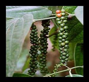 Venta directa de fábrica de extracto de pimienta negra de piperina 10:1 polvo de pimienta negra soluble en agua - Product Image 2