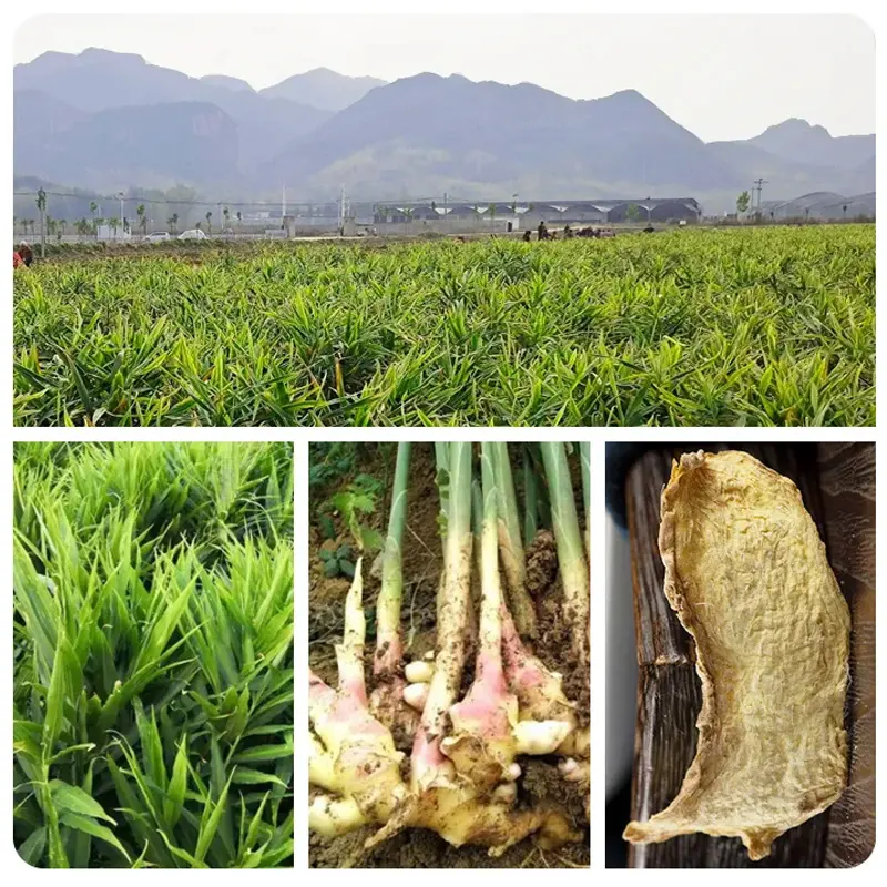 Rebanadas de jengibre seco Premium QC Venta al por mayor Jengibre seco chino Especias individuales y hierbas Especias a granel
