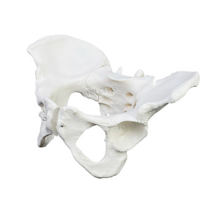 LHN061 Escuela <span class=keywords><strong>de</strong></span> Medicina Modelos <span class=keywords><strong>de</strong></span> esqueleto <span class=keywords><strong>de</strong></span> PVC Enseñanza Investigación Tamaño real Modelo pélvico femenino <span class=keywords><strong>Precio</strong></span> - Product Image 3