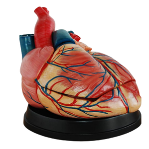 Modelo de Corazón Jumbo de Estilo Nuevo ADA ADA-307C/ADA-307D para Enseñanza Anatómica, Demostración de Enfermedades, Herramienta de Enseñanza Médica - Product Image 4