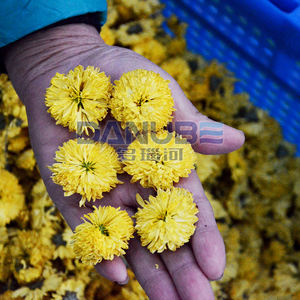 Máquina Automática para Secar Flores y Hojas, Horno de Secado de Hierbas, Secador de Lirios, Equipo de Secado de Cáñamo - Product Image 4