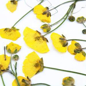 Fleurs de marguerite jaunes miniatures séchées et pressées avec tiges pour scrapbooking, marque-pages, décoration, résine, coques de téléphone, artisanat - Product Image 6