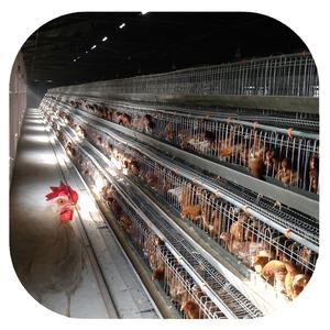 Gabbia di capacità per uccelli 128, strato di kenya, gabbie di gallina per uccelli 1000, piccolo piano di allevamento - Product Image 5