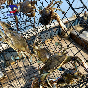 Filet de pêche en maille métallique pour aquaculture en haute mer 2x2 pouces, coût par rouleau, maille 1,5 <span class=keywords><strong>x</strong></span> 1,5 pouces, fil de piège à crabes enduit de PVC 16 Ga, 150 cm, en vente - Product Image 6