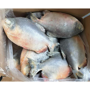Poisson Pacu rouge congelé Dingin Ikan Pomfret Pemasok Poisson pomfret rouge congelé à vendre - Product Image 4