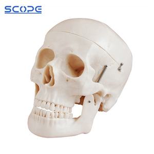 의학 가장 두개골 인간적인 두개골 모형 성숙한 해부 착색된 자연적인 두개골 - Product Image 4