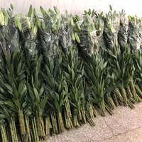 Fleurs de lys fraîchement coupées, roses, lot de 10, décoratives, en provenance de Chine, vente chaude aux Philippines et au Vietnam, avec emballage isotherme.