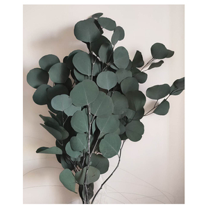 Feuilles d'eucalyptus séchées blanchies, fleurs séchées préservées en boîte, qualité A, durée de vie de 3 à 5 ans, décoration de Noël pour la maison - Product Image 4