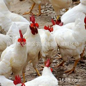 Producción mensual certificada de 10.000 toneladas de <span class=keywords><strong>pollo</strong></span> Halal congelado (<span class=keywords><strong>sin</strong></span> cabezas de pies) con piezas de ala de pata de cuerpo empaquetadas en bolsas - Product Image 3