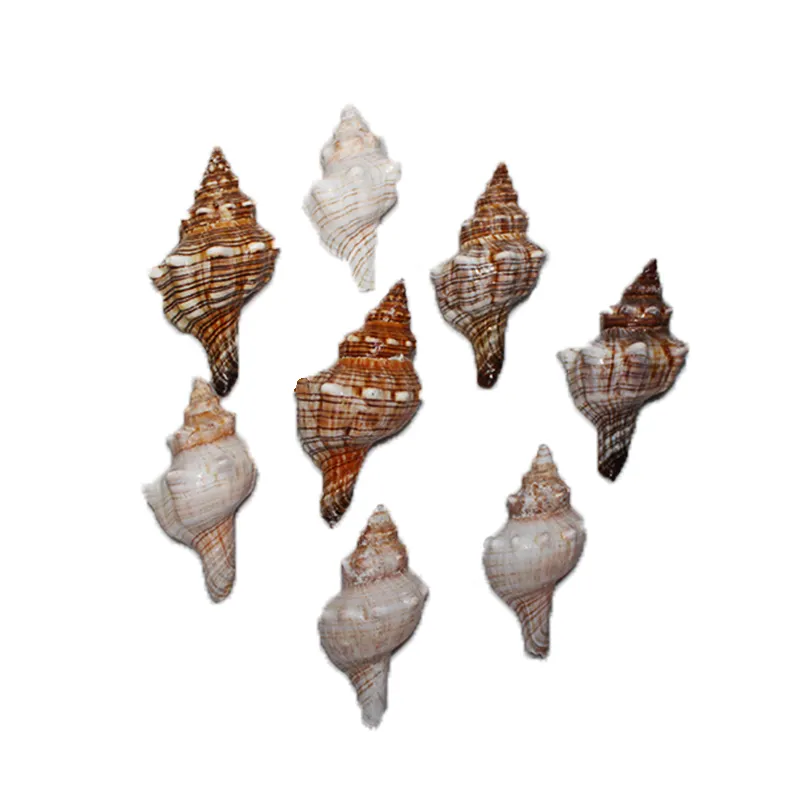 New Arrival Sea Shells Mixed Beach Seashells Housing Shell