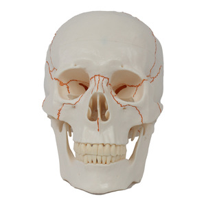 Modelo de <span class=keywords><strong>Cráneo</strong></span> Humano con 3 Partes y <span class=keywords><strong>Suturas</strong></span> Pintadas, Modelo Anatómico de <span class=keywords><strong>Cráneo</strong></span> Humano con Sutura Ósea - Product Image 1