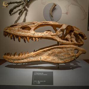 SGsk01 Bảo tàng triển lãm khủng long sọ bản sao thực tế khủng long đầu Skeleton cho bán - Product Image 2