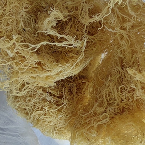 Alga Marina <span class=keywords><strong>Gelidium</strong></span> Amansii Seca Completamente, Color Amarillento, Material para Ensaladas, en Venta - Product Image 5