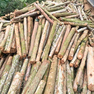 Sans impuretés 4000J 10 - 50 mm Copeaux de bois de haute qualité OEM Vietnam Couleur bois naturel Copeaux et flocons OEM - Product Image 1