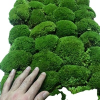Coussin de mousse stabilisée naturelle verte de 0,2 m² pour mur végétal, Leucobryum Glaucum, durable 5 ans