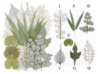Feuilles séchées pressées naturelles, 84 pièces, assortiment de feuilles florales réelles pour la résine époxy, les bijoux, les bougies, les savons, la décoration des ongles, les travaux manuels DIY