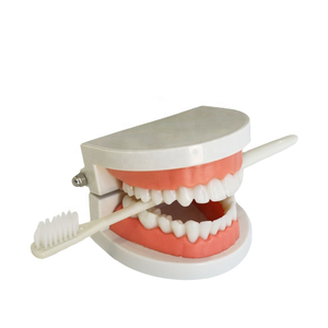 Soin dentaire amovible pour enfants, modèle d'enseignement dentaire, santé orale, taille de vie, partie supérieure et inférieure, 1 pièce - Product Image 6