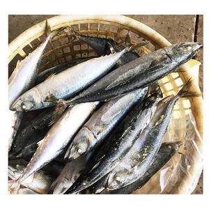 Sgombro del Pacifico Congelato di Grandi Dimensioni 300-500g - Product Image 4